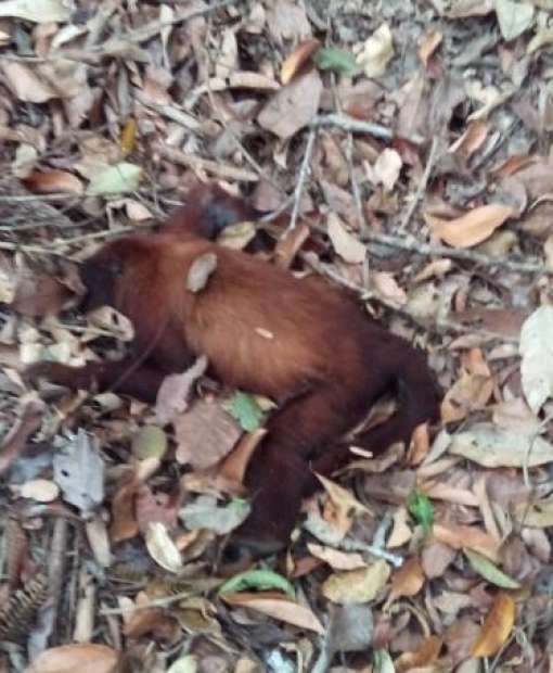 Macacos são encontrados doentes e mortos em comunidade rural de Juína